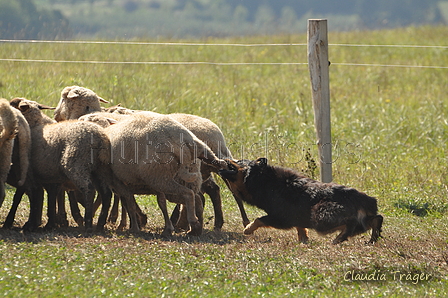 AAH Bundeshüten 2016 / Bild 143 von 163 / 18.09.2016 13:43 / DSC_6509.JPG