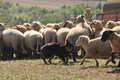 AAH Bundeshüten 2016 / Bild 147 von 163 / 18.09.2016 14:01 / DSC_6754.JPG