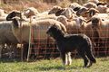 AAH Bundeshüten 2016 / Bild 151 von 163 / 18.09.2016 14:39 / DSC_6888.JPG