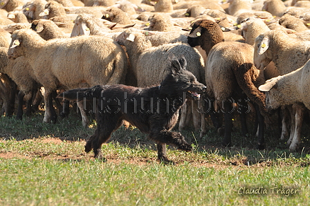 AAH Bundeshüten 2016 / Bild 152 von 163 / 18.09.2016 14:40 / DSC_6910.JPG