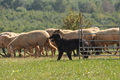 AAH Bundeshüten 2016 / Bild 157 von 163 / 18.09.2016 14:56 / DSC_7224.JPG