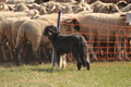 AAH Bundeshüten 2016 / Bild 162 von 163 / 18.09.2016 15:17 / DSC_7711.JPG