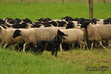 AAH Bundeshüten 2017 / Bild 5 von 352 / 09.09.2017 09:51 / DSC_9743.JPG