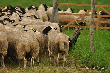 AAH Bundeshüten 2017 / Bild 9 von 352 / 09.09.2017 10:20 / DSC_9907.JPG