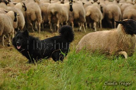 AAH Bundeshüten 2017 / Bild 18 von 352 / 09.09.2017 11:26 / DSC_0288.JPG