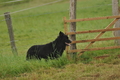 AAH Bundeshüten 2017 / Bild 46 von 352 / 09.09.2017 12:06 / DSC_0666.JPG