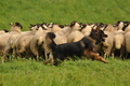 AAH Bundeshüten 2017 / Bild 110 von 352 / 09.09.2017 14:32 / DSC_1615.JPG