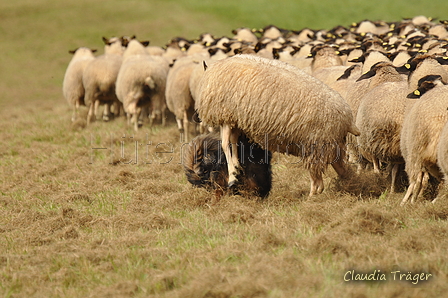 AAH Bundeshüten 2017 / Bild 112 von 352 / 09.09.2017 14:33 / DSC_1650.JPG