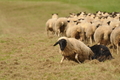 AAH Bundeshüten 2017 / Bild 115 von 352 / 09.09.2017 14:33 / DSC_1653.JPG