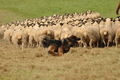 AAH Bundeshüten 2017 / Bild 119 von 352 / 09.09.2017 14:34 / DSC_1662.JPG