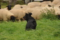 AAH Bundeshüten 2017 / Bild 121 von 352 / 09.09.2017 14:42 / DSC_1716.JPG