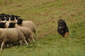 AAH Bundeshüten 2017 / Bild 127 von 352 / 09.09.2017 14:53 / DSC_1804.JPG