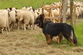 AAH Bundeshüten 2017 / Bild 131 von 352 / 09.09.2017 14:58 / DSC_1878.JPG