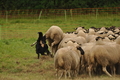 AAH Bundeshüten 2017 / Bild 133 von 352 / 09.09.2017 14:58 / DSC_1888.JPG