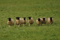 AAH Bundeshüten 2017 / Bild 150 von 352 / 09.09.2017 15:35 / DSC_2258.JPG