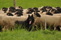 AAH Bundeshüten 2017 / Bild 156 von 352 / 09.09.2017 16:04 / DSC_2417.JPG