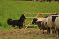 AAH Bundeshüten 2017 / Bild 167 von 352 / 09.09.2017 16:38 / DSC_2816.JPG