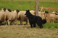 AAH Bundeshüten 2017 / Bild 169 von 352 / 09.09.2017 16:39 / DSC_2859.JPG