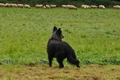 AAH Bundeshüten 2017 / Bild 185 von 352 / 10.09.2017 09:06 / DSC_3260.JPG