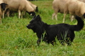 AAH Bundeshüten 2017 / Bild 208 von 352 / 10.09.2017 10:02 / DSC_3690.JPG