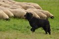 AAH Bundeshüten 2017 / Bild 288 von 352 / 10.09.2017 13:50 / DSC_4964.JPG