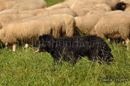 AAH Bundeshüten 2017 / Bild 301 von 352 / 10.09.2017 14:20 / DSC_5345.JPG