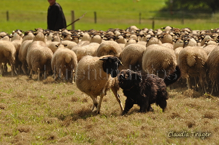 AAH Bundeshüten 2017 / Bild 318 von 352 / 10.09.2017 14:27 / DSC_5462.JPG