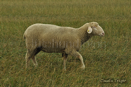 AAH Bundeshüten 2019 / Bild 10 von 88 / 07.09.2019 10:57 / DSC_6282.JPG