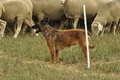 AAH Bundeshüten 2019 / Bild 29 von 88 / 07.09.2019 13:47 / DSC_7901.JPG