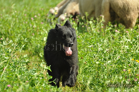 AAH Freundschaftshüten / Bild 35 von 124 / 23.07.2017 10:53 / DSC_3379.JPG