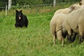 AAH Freundschaftshüten / Bild 82 von 124 / 23.07.2017 13:31 / DSC_4659.JPG