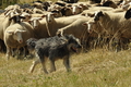 AAH Freundschaftshüten / Bild 84 von 151 / 29.07.2018 13:07 / DSC_8620.JPG