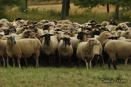 AAH Freundschaftshüten / Bild 72 von 88 / 28.07.2019 13:16 / DSC_7604.JPG