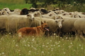 AAH Freundschaftshüten / Bild 75 von 88 / 28.07.2019 14:05 / DSC_7999.JPG