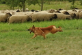 AAH Freundschaftshüten / Bild 84 von 88 / 28.07.2019 14:27 / DSC_8490.JPG