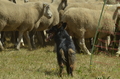 Vorschau von Bild 61 von 88