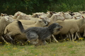 Vorschau von Bild 73 von 88