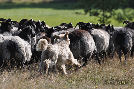 AAH Niedersachsen Landeshüten 2014 / Bild 10 von 83 / 24.08.2014 10:31 / DSC_5711.JPG