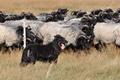 AAH Niedersachsen Landeshüten 2014 / Bild 50 von 83 / 24.08.2014 14:19 / DSC_7366.JPG