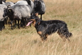 AAH Niedersachsen Landeshüten 2014 / Bild 52 von 83 / 24.08.2014 14:20 / DSC_7397.JPG