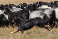 AAH Niedersachsen Landeshüten 2014 / Bild 54 von 83 / 24.08.2014 14:20 / DSC_7428.JPG