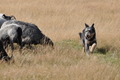 AAH Niedersachsen Landeshüten 2014 / Bild 69 von 83 / 24.08.2014 16:02 / DSC_8233.JPG