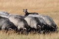 AAH Niedersachsen Landeshüten 2014 / Bild 71 von 83 / 24.08.2014 16:06 / DSC_8340.JPG