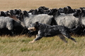 AAH Niedersachsen Landeshüten 2014 / Bild 73 von 83 / 24.08.2014 16:07 / DSC_8410.JPG