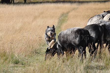 AAH Niedersachsen Landeshüten 2014 / Bild 74 von 83 / 24.08.2014 16:08 / DSC_8442.JPG