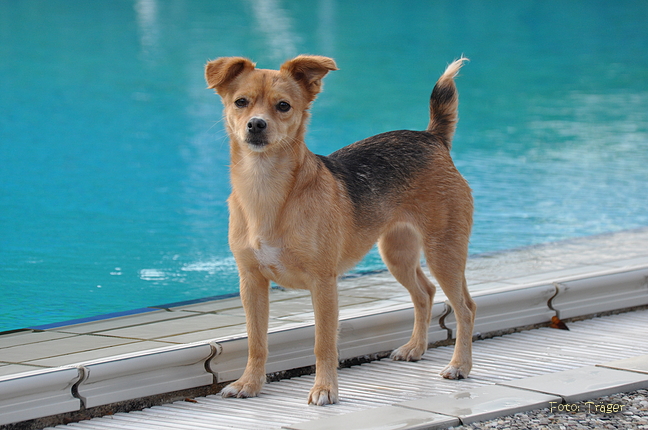 Freibad Lindhorst / Bild 23 von 31 / 18.09.2015 16:42 / DSC_2627.JPG