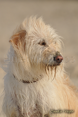 Hundestrand / Bild 29 von 376 / 19.09.2016 16:07 / DSC_8410.JPG