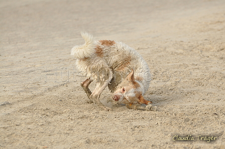 Hundestrand / Bild 67 von 376 / 19.09.2016 16:31 / DSC_8856.JPG