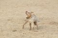 Hundestrand / Bild 68 von 376 / 19.09.2016 16:31 / DSC_8868.JPG