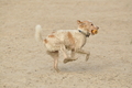 Hundestrand / Bild 70 von 376 / 19.09.2016 16:31 / DSC_8878.JPG